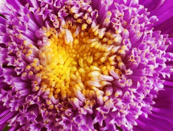 Beautiful aster flower as background, closeup view