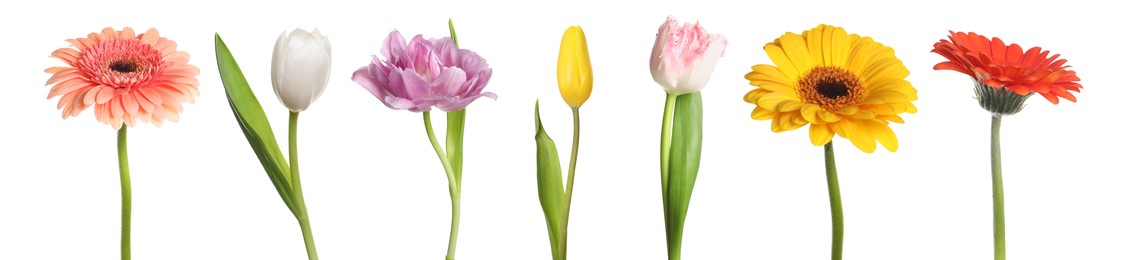 Image of Different beautiful flowers isolated on white, set