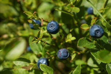 Ripe bilberries growing in forest, closeup view