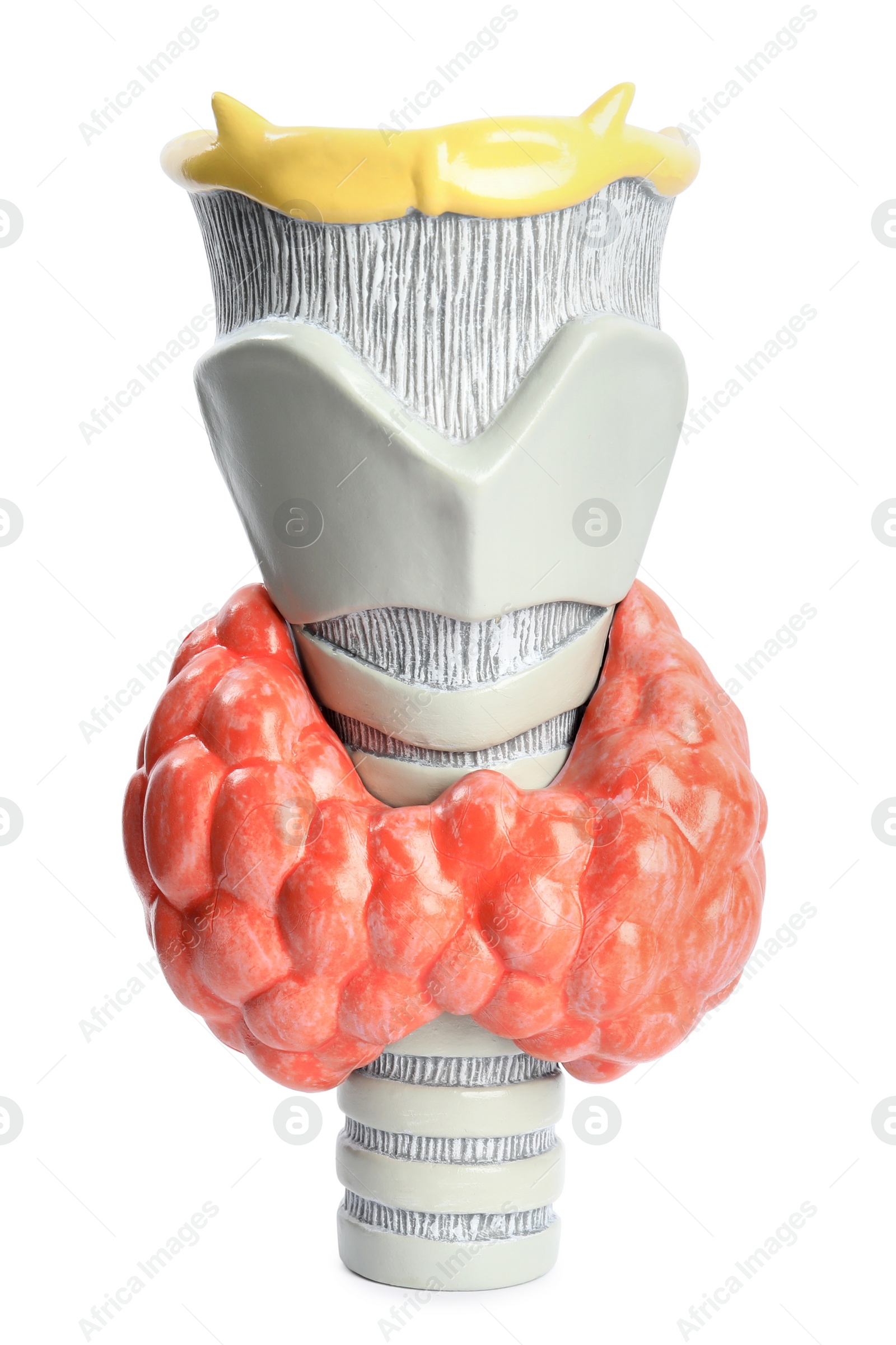 Photo of Plastic model of afflicted thyroid isolated on white