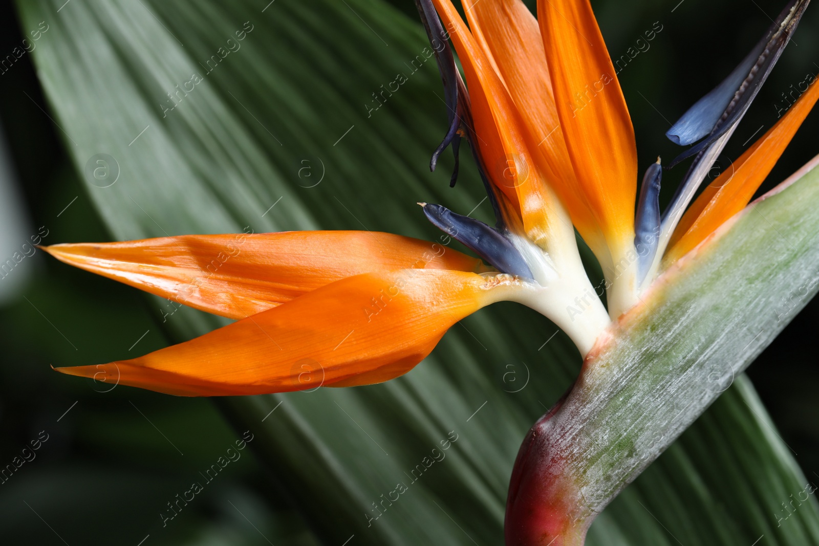 Photo of Bird of Paradise tropical flowers on blurred background, closeup