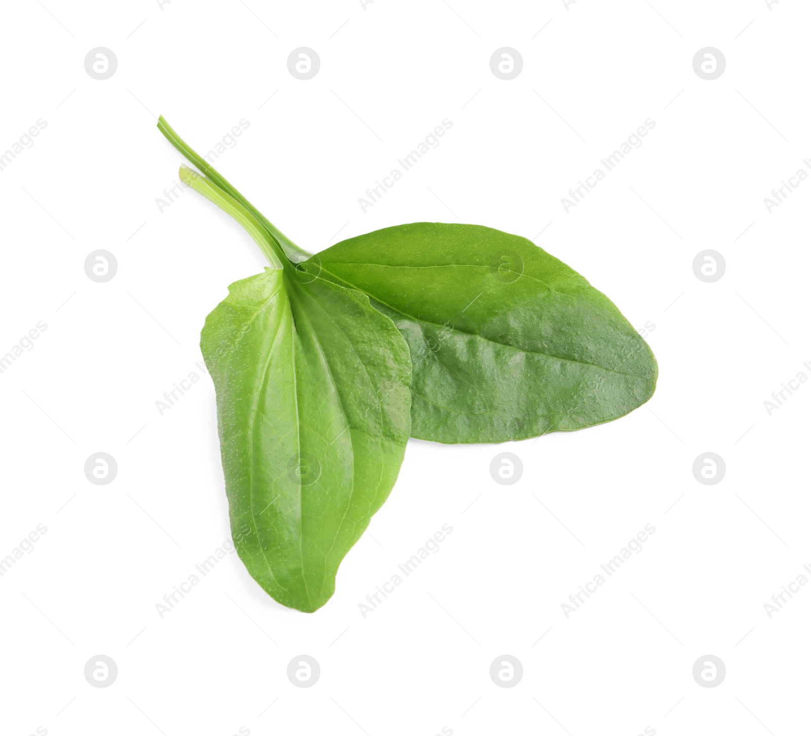 Photo of Green broadleaf plantain leaves on white background