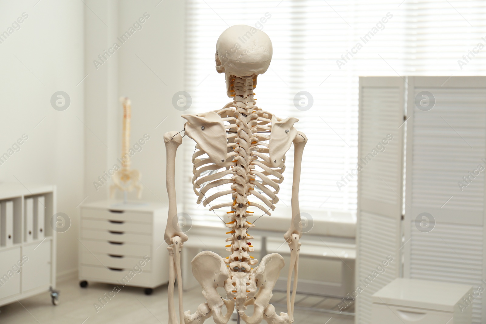 Photo of Human skeleton model in modern orthopedist's office