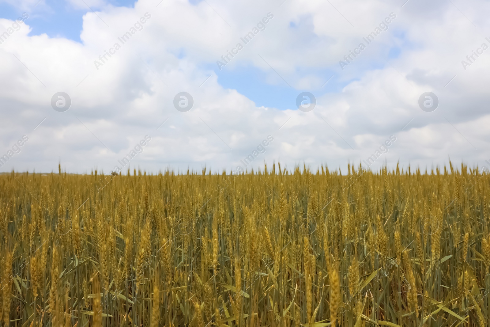 Photo of Agricultural field with ripening cereal crop under cloudy sky