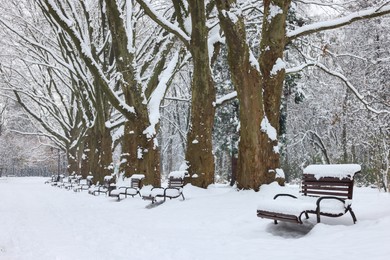 Benches covered with snow and trees in winter park