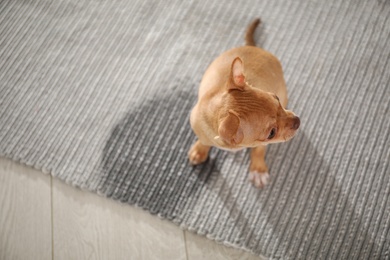 Photo of Cute Chihuahua puppy near wet spot on rug indoors, above view