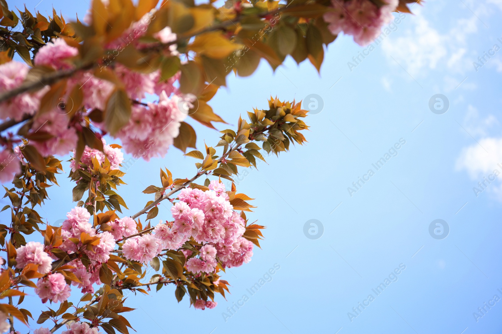 Photo of Closeup view of blossoming pink sakura tree outdoors