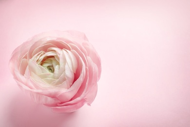 Photo of Beautiful ranunculus flower on color background