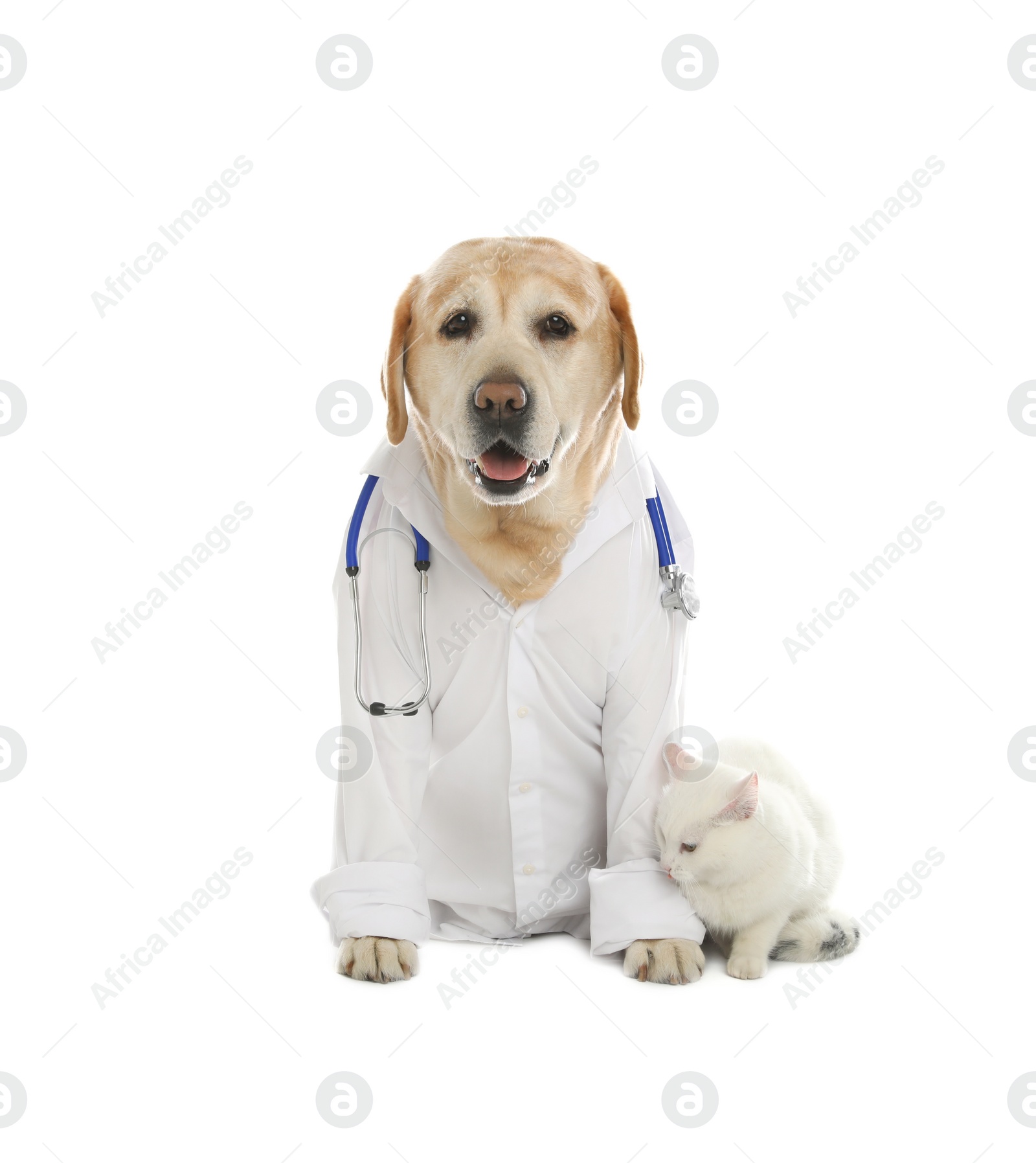 Photo of Cute Labrador dog in uniform with stethoscope as veterinarian and cat on white background