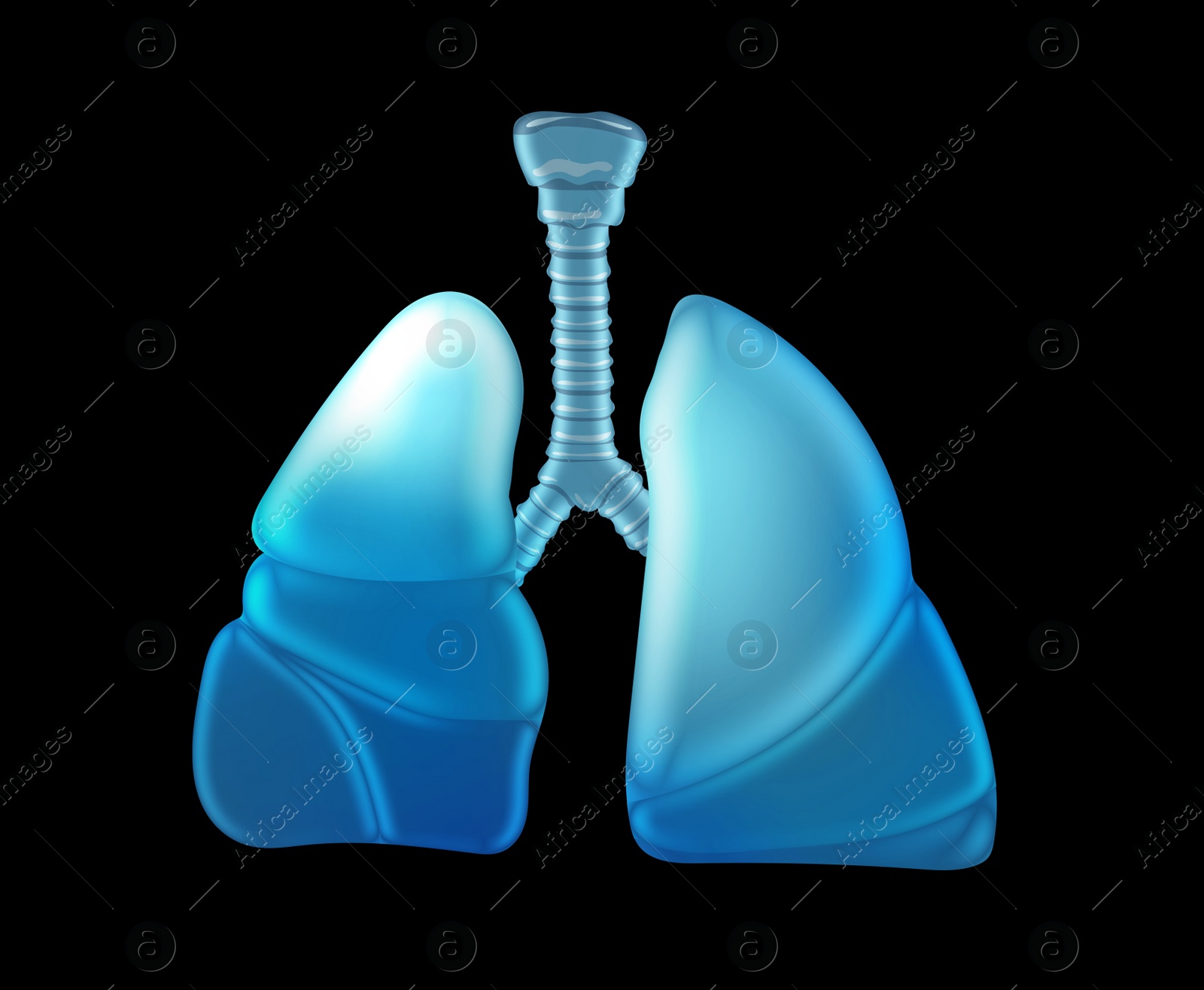 Illustration of  human lungs on black background