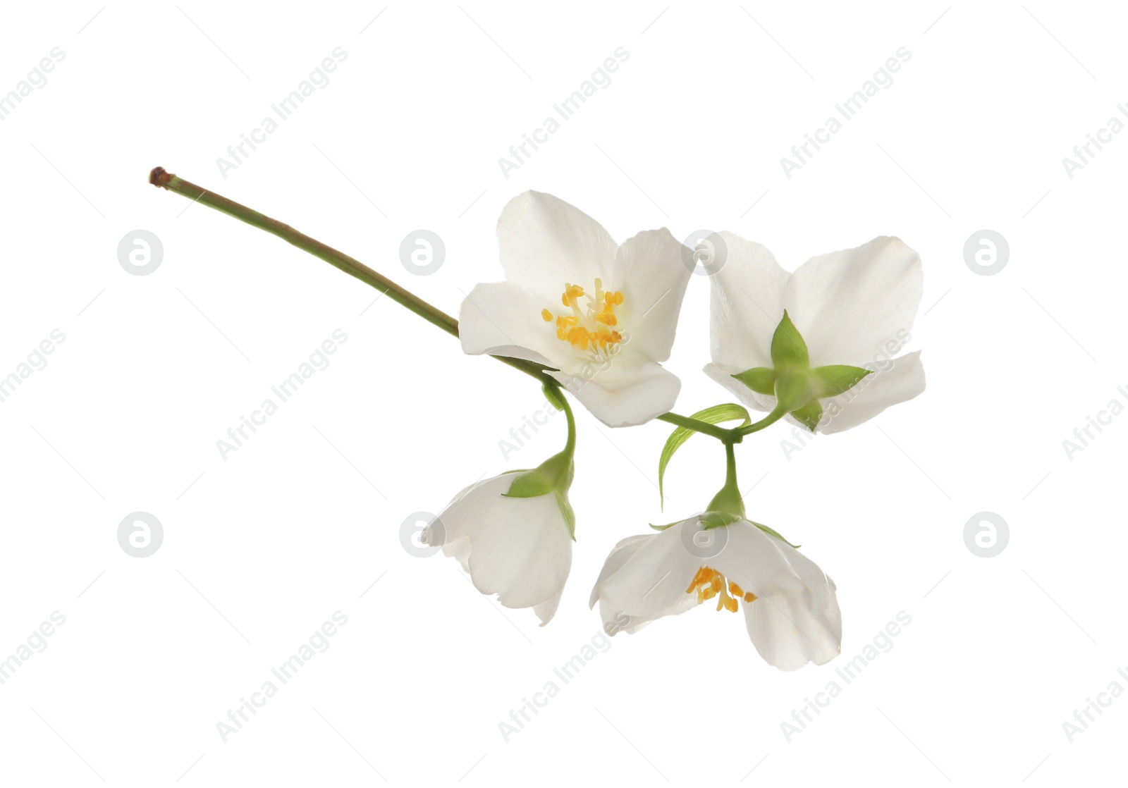 Photo of Beautiful flowers of jasmine plant isolated on white