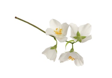 Photo of Beautiful flowers of jasmine plant isolated on white