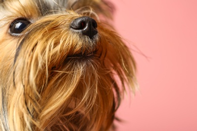 Photo of Adorable Yorkshire terrier on pink background, focus on nose. Cute dog