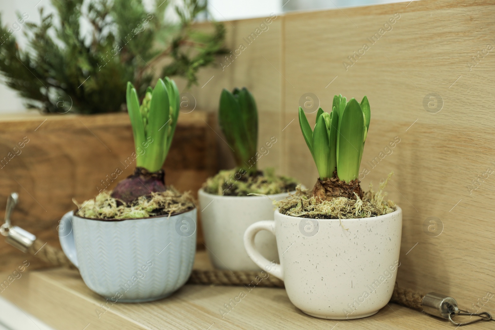 Photo of Beautiful potted hyacinth flowers on wooden table