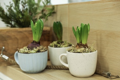 Photo of Beautiful potted hyacinth flowers on wooden table