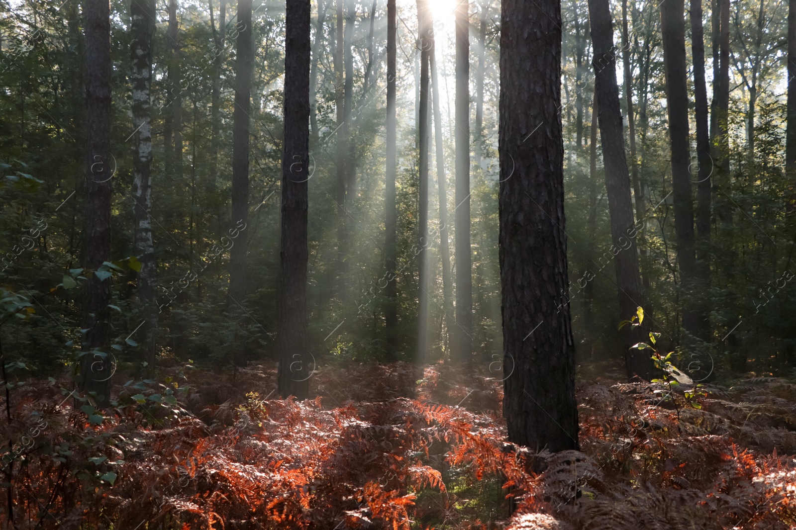 Photo of Majestic view of forest with sunbeams shining through trees in morning