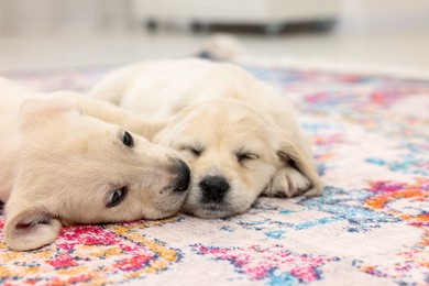 Photo of Cute little puppies lying on carpet indoors, closeup. Space for text