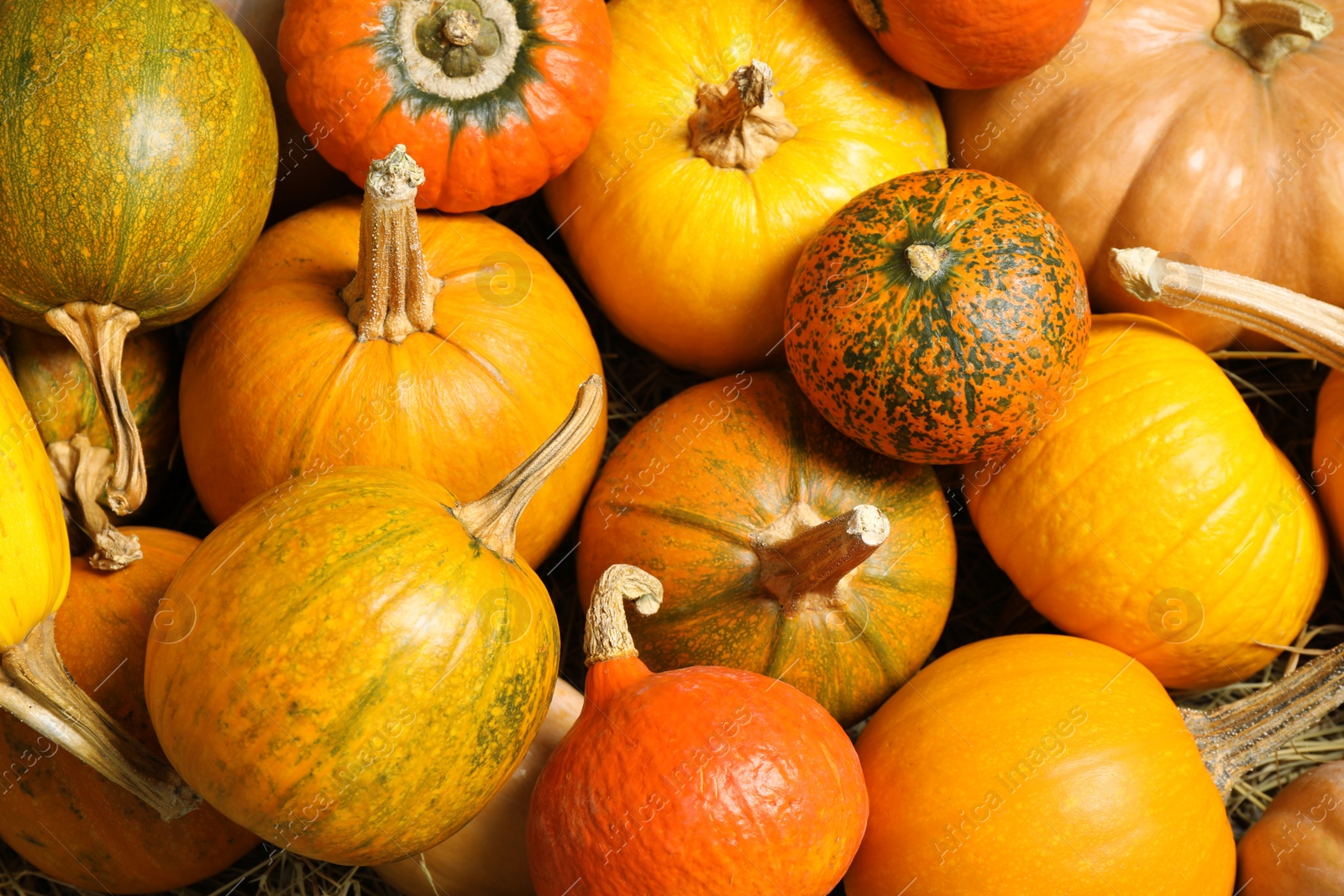 Photo of Many fresh ripe pumpkins as background, top view. Holiday decoration