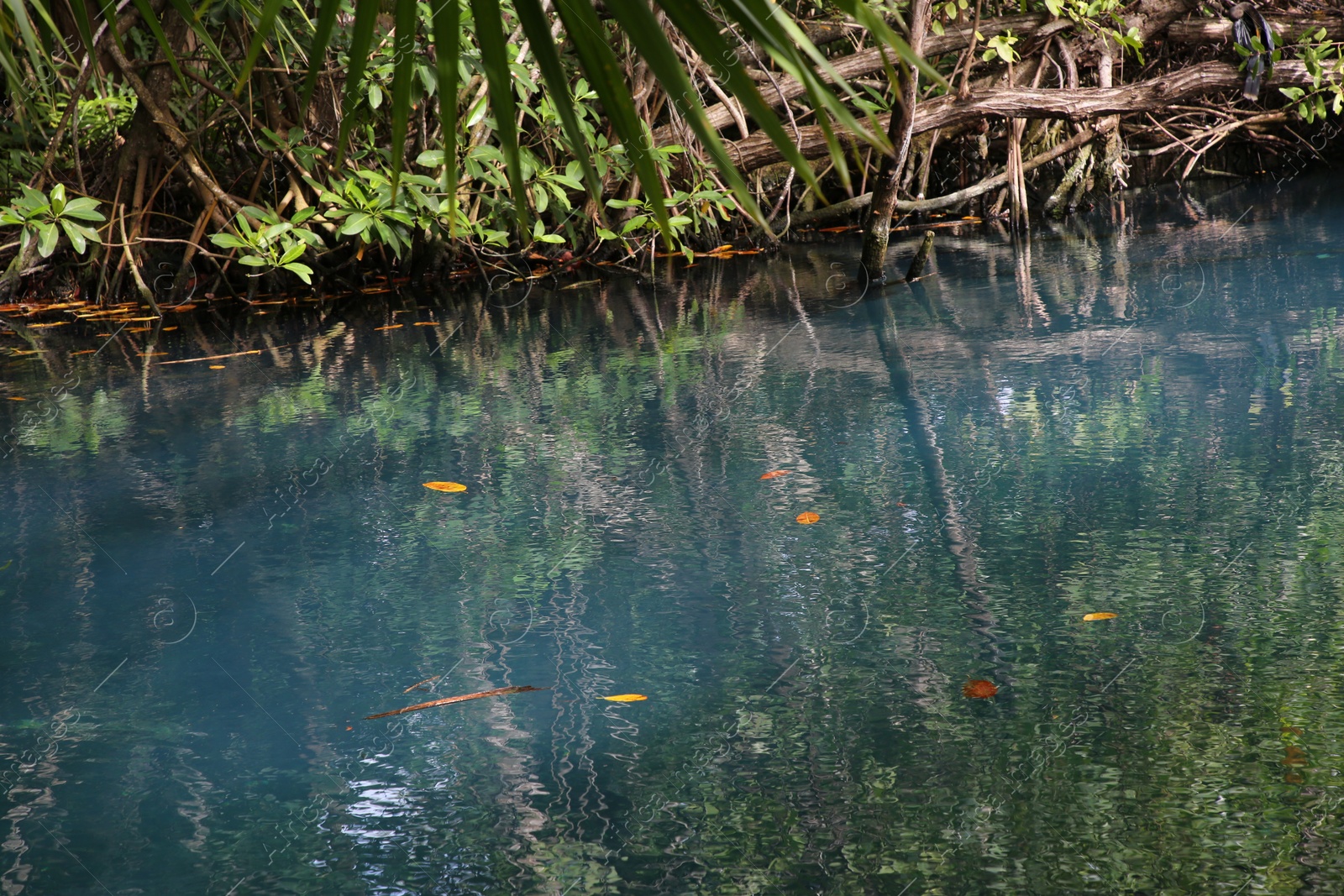 Photo of Picturesque view of beautiful lake in jungle