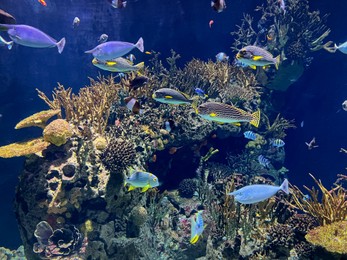 Photo of Many different exotic fishes swimming among corals in aquarium