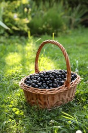 Photo of Ripe blackcurrants in wicker basket on green grass