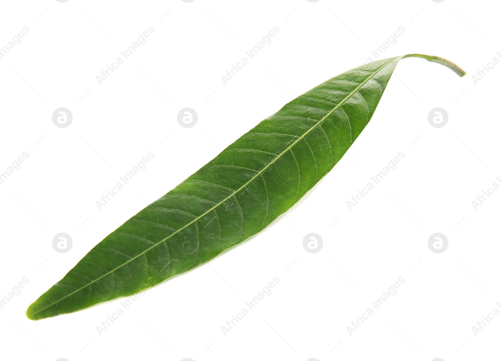 Photo of Fresh green mango leaf on white background