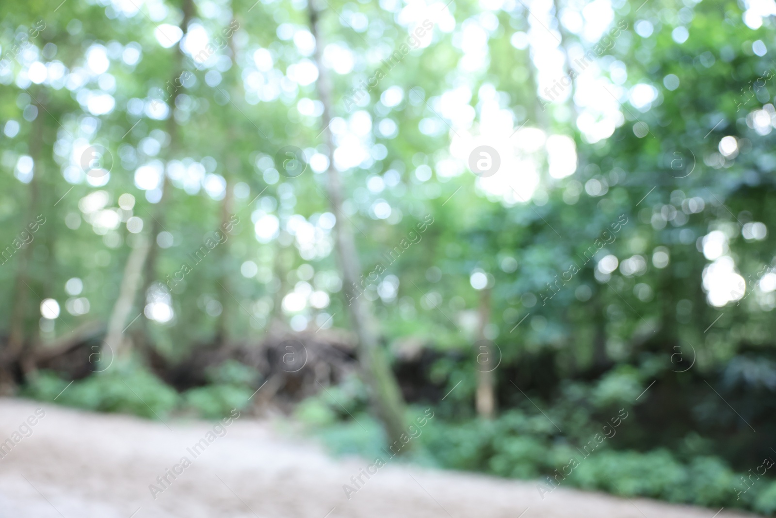 Photo of Blurred view of green trees in forest