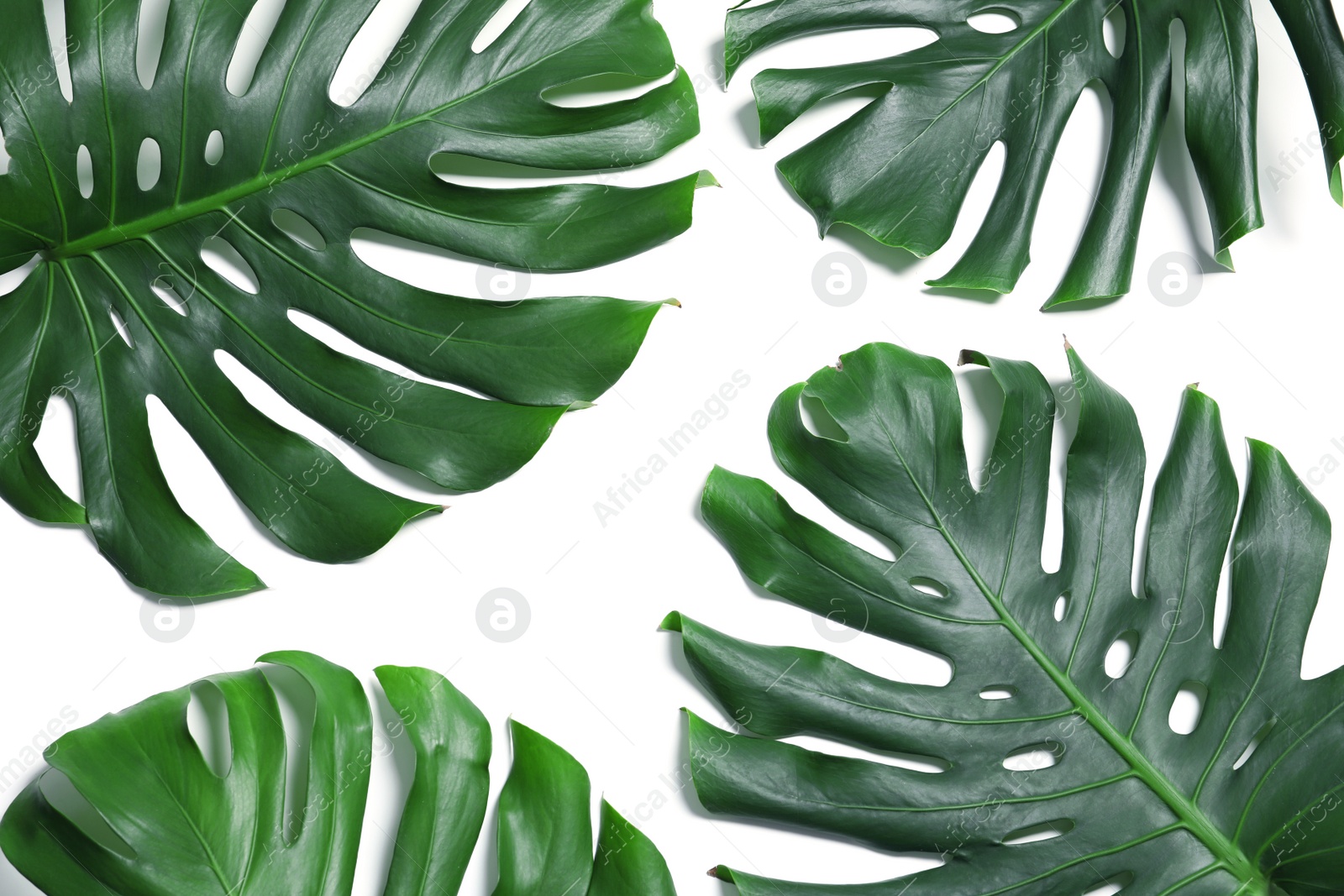 Photo of Green fresh monstera leaves on white background, top view. Tropical plant