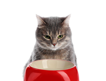 Cute gray tabby cat and feeding bowl with on white background. Lovely pet