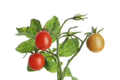 Photo of Stem with ripe cherry tomatoes and leaves isolated on white