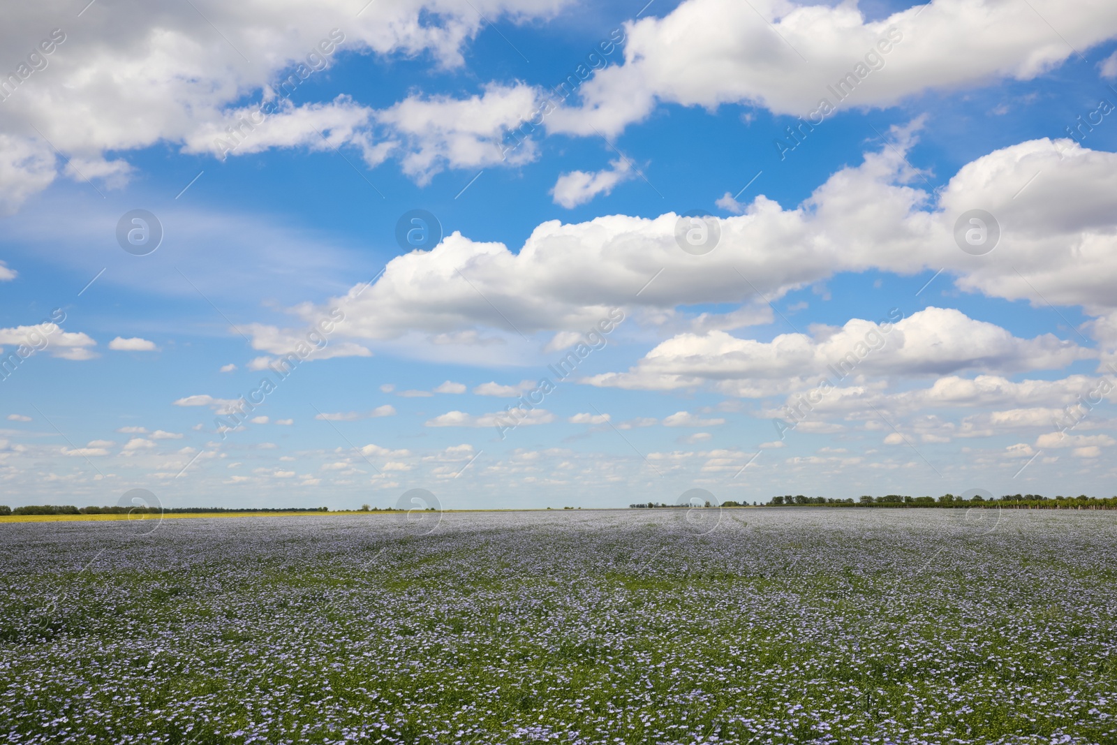 Photo of Beautiful view of blooming flax field on summer day