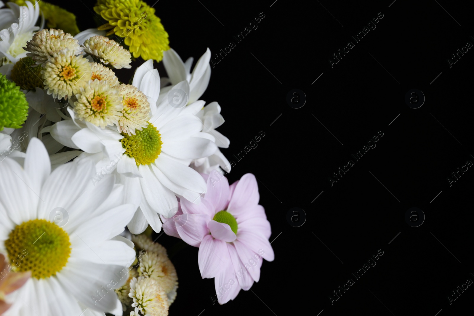 Photo of Beautiful chrysanthemum flowers on black background, closeup. Space for text