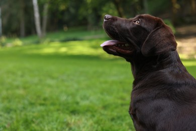 Photo of Adorable Labrador Retriever dog in park, space for text