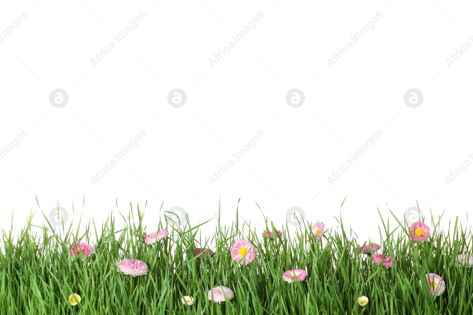 Photo of Vibrant green grass with beautiful flowers on white background