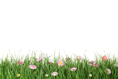 Vibrant green grass with beautiful flowers on white background