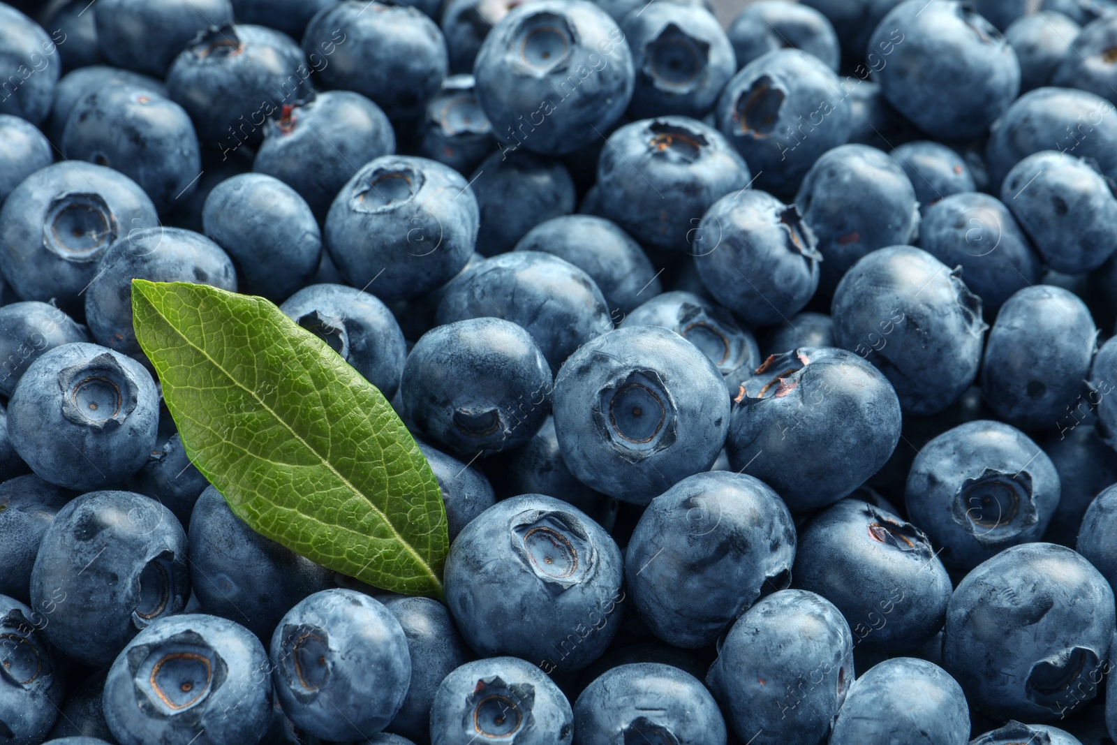 Photo of Tasty fresh blueberries with green leaf as background, closeup