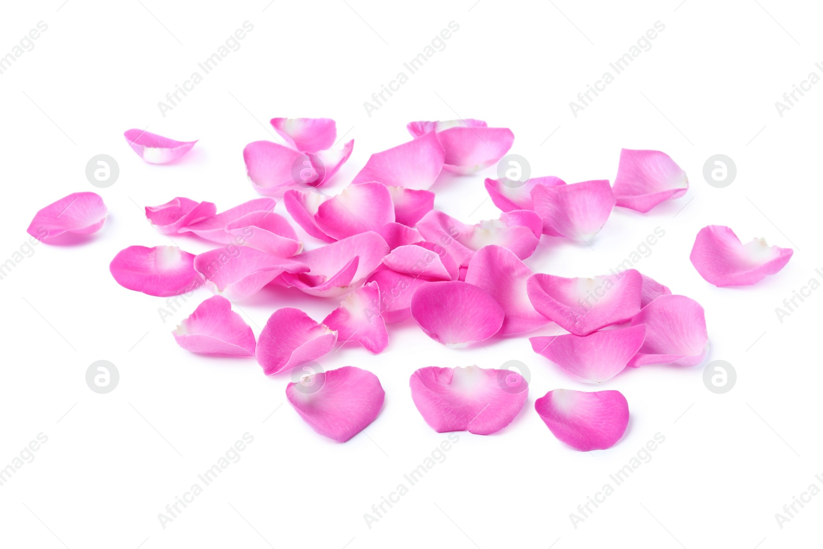 Photo of Many pink rose petals on white background