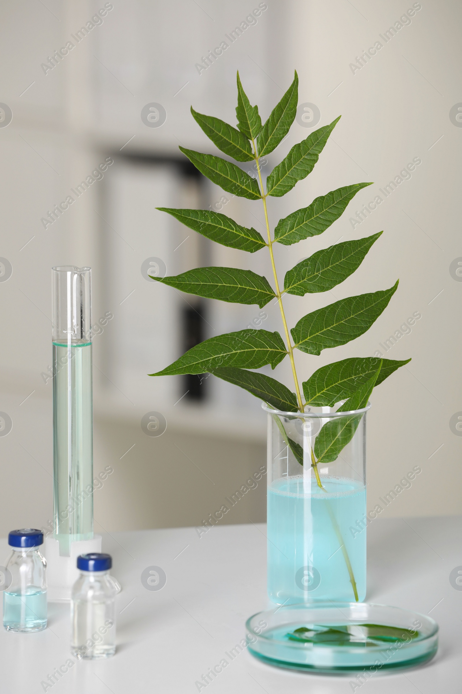 Photo of Many glass tubes with leaves on white table indoors