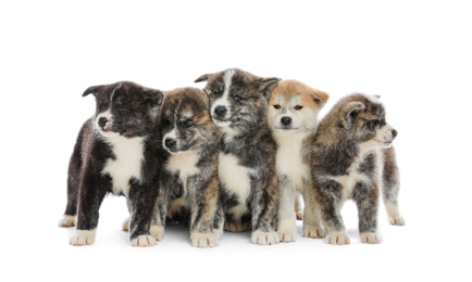 Photo of Cute Akita inu puppies on white background. Friendly dogs