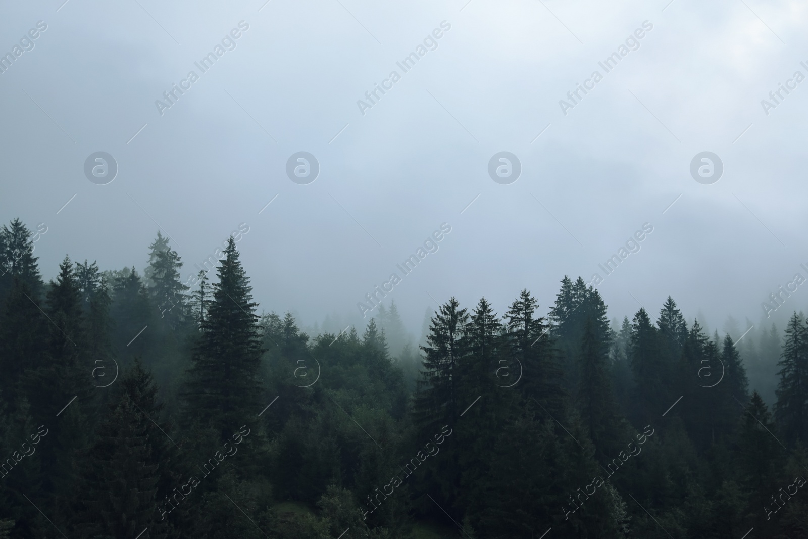 Photo of Picturesque view of mountain forest in foggy morning