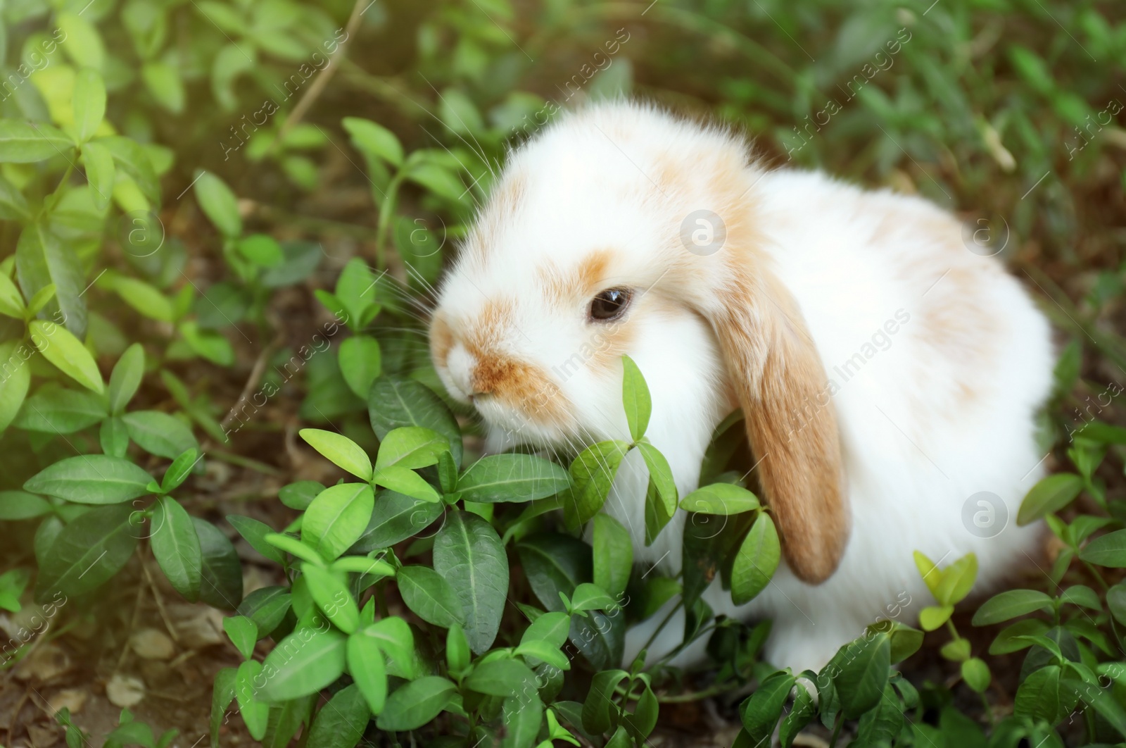 Photo of Adorable fluffy bunny rabbit outdoors on spring day