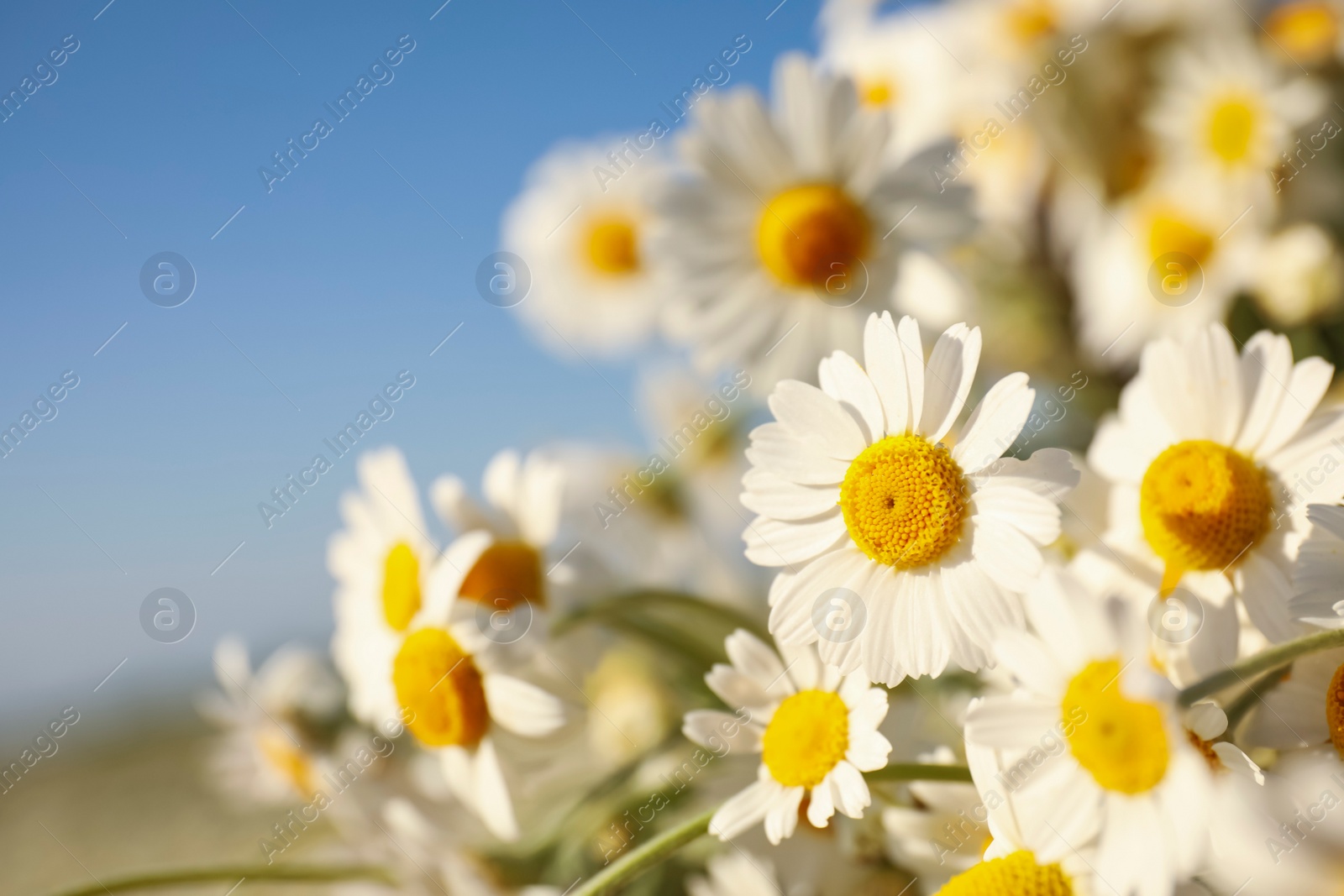 Photo of Beautiful blooming chamomiles outdoors on sunny day, closeup