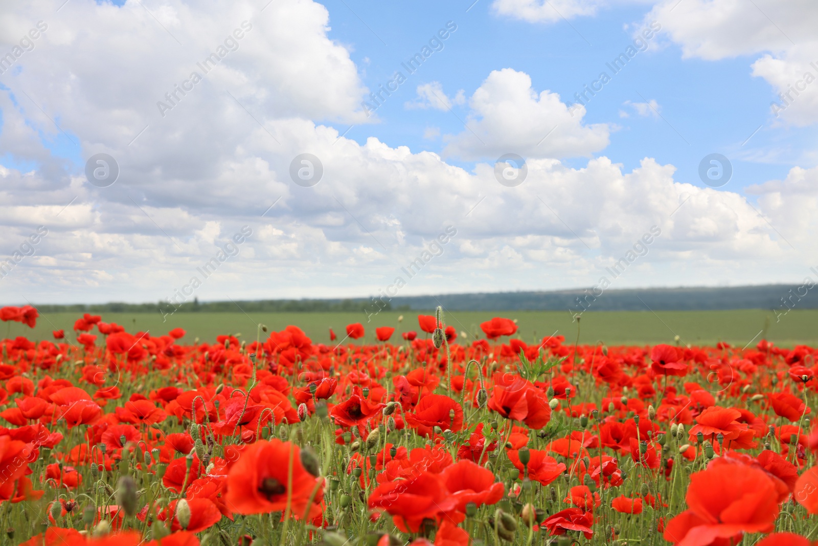 Photo of Beautiful red poppy flowers growing in field