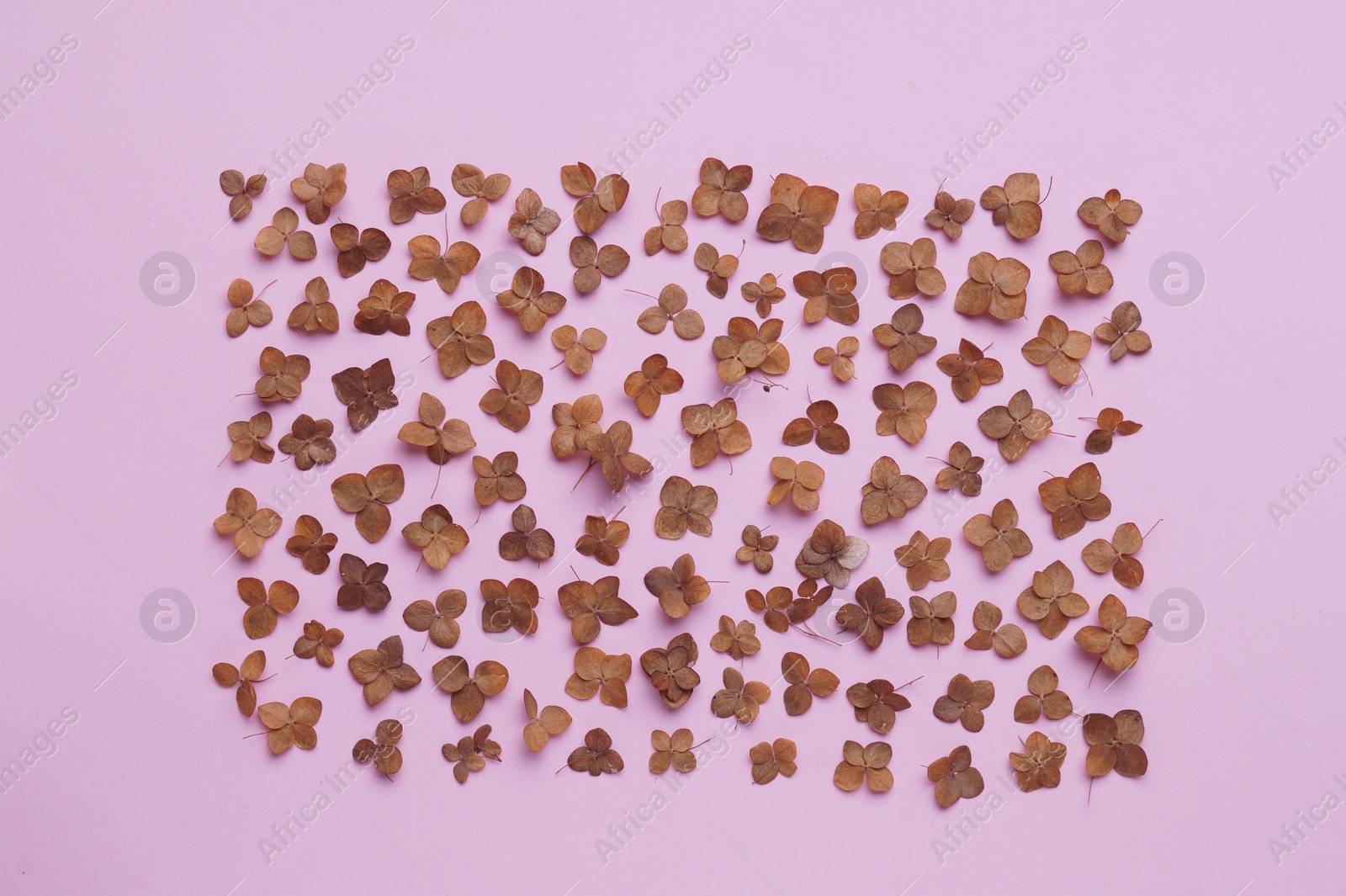 Photo of Flat lay composition with dried hortensia flowers on pink background