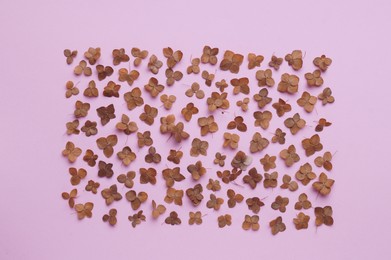 Flat lay composition with dried hortensia flowers on pink background