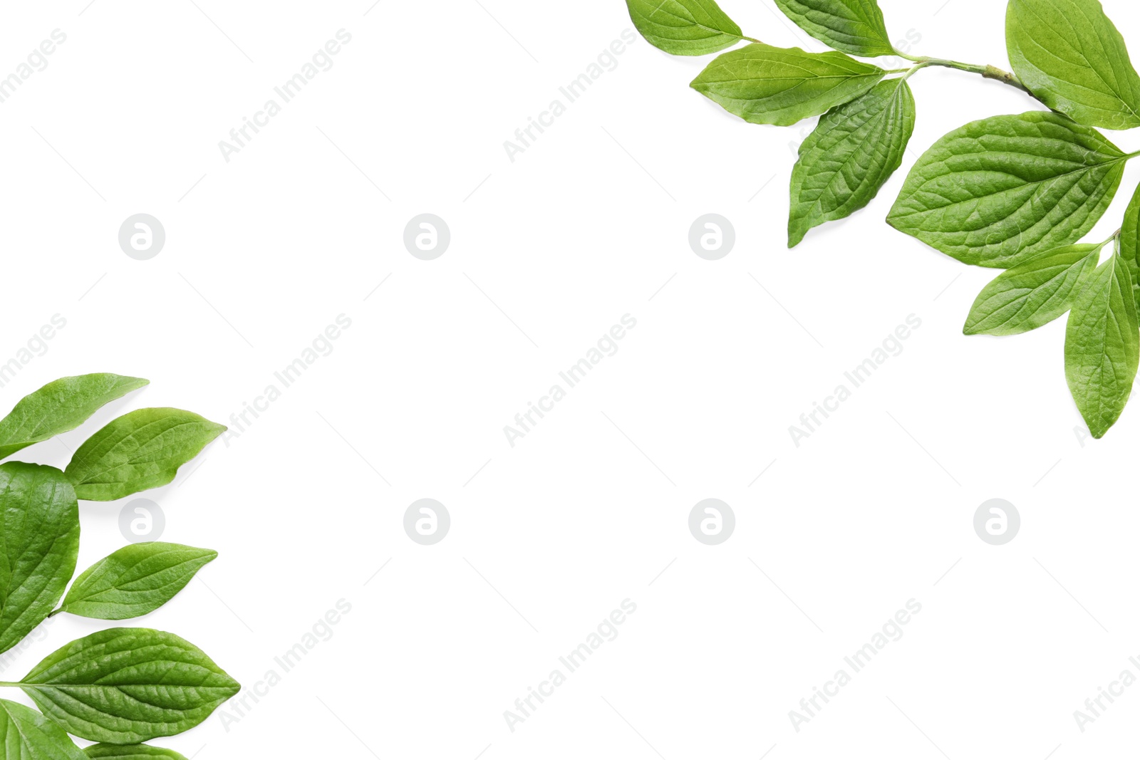 Photo of Beautiful spring green leaves on white background, top view. Space for text