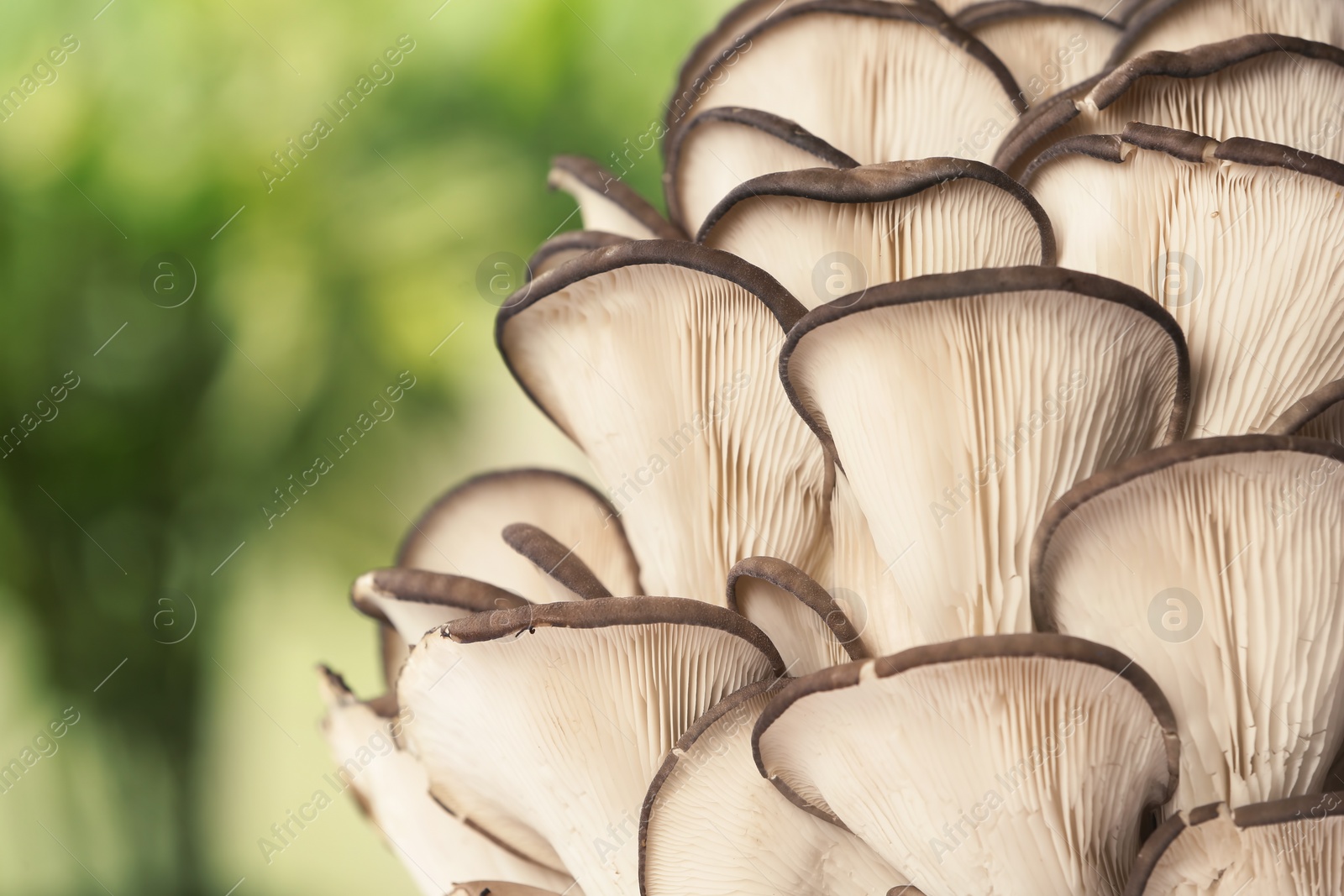 Photo of Delicious organic oyster mushrooms on blurred background, closeup. Space for text