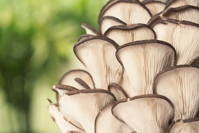 Photo of Delicious organic oyster mushrooms on blurred background, closeup. Space for text