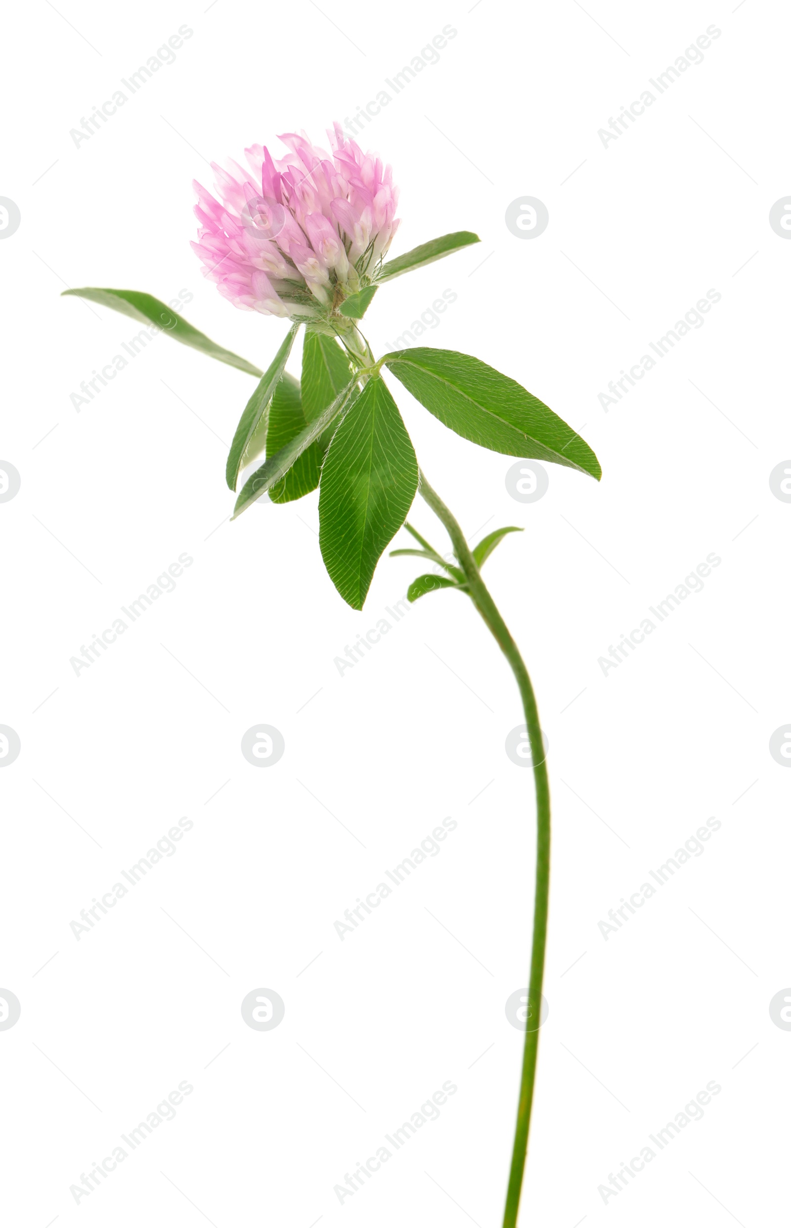 Photo of Beautiful blooming clover plant isolated on white