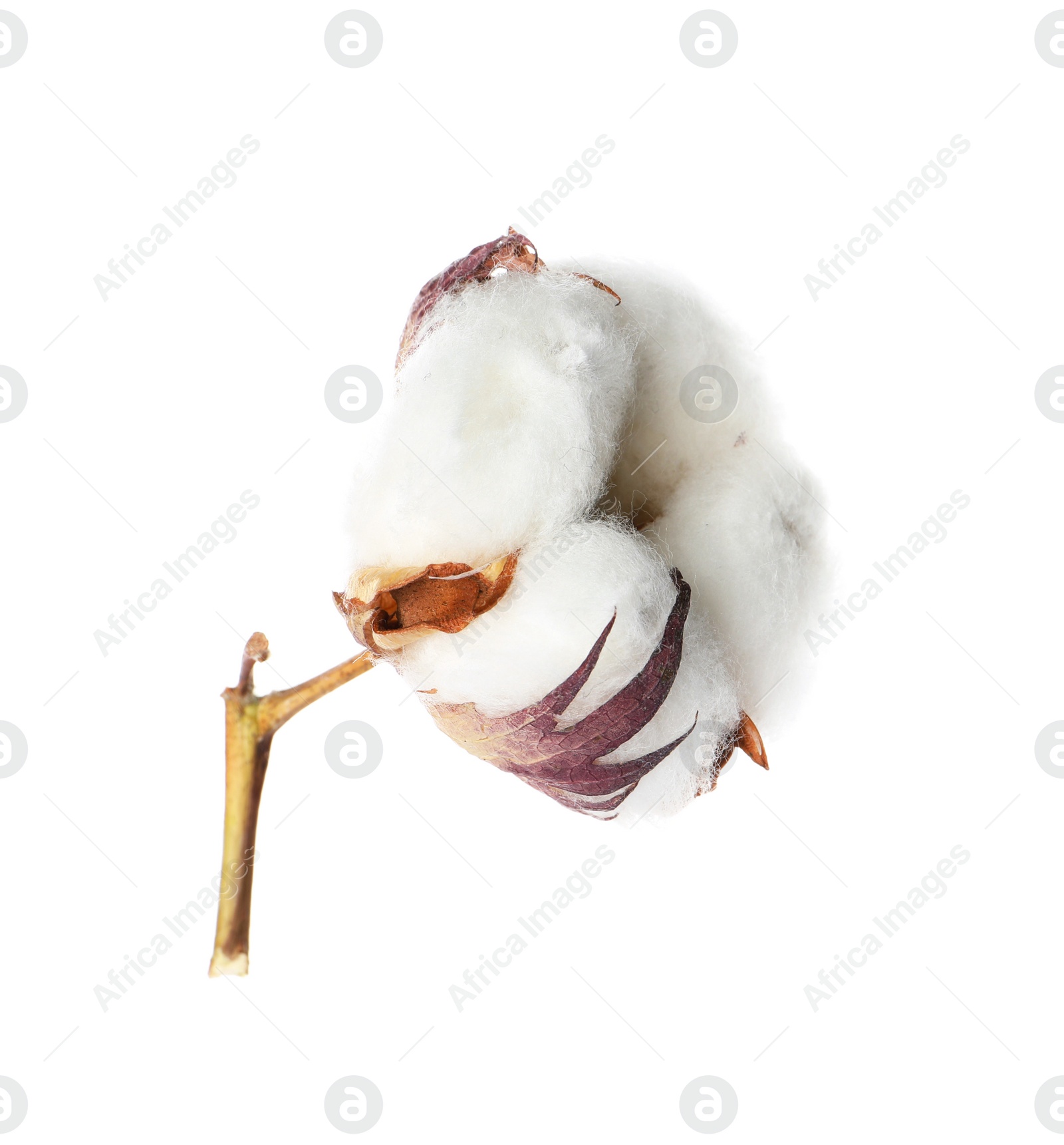 Photo of Beautiful fluffy cotton flower isolated on white